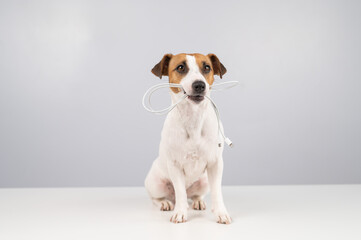 Wall Mural - Jack russell terrier dog holding a type c cable in his teeth on a white background. Copy space. 