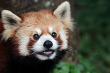 Closeup Head Red Panda "Ailurus Fulgens", Red Panda Closeup