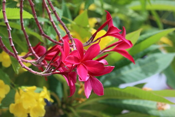 Poster - Cambodia. Plumeria rubra is a deciduous plant species belonging to the genus Plumeria.