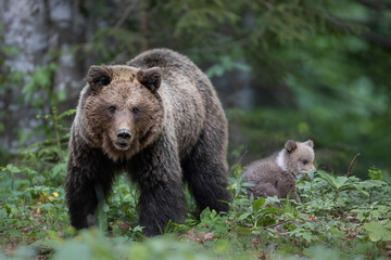 Wall Mural - Slovenian bear