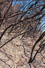 Dry Trees Outdoors In A Desert On A Hot Summer Day. Leafless Burnt Plants During A Drought Season On A Field. Deciduous Bush After A Wildfire. The Results Of Global Warming In Nature And Flora