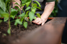 Senior Woman Planting Peppers Seedlings In A Raised Gardening Bed