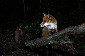 Wall Mural - Fox