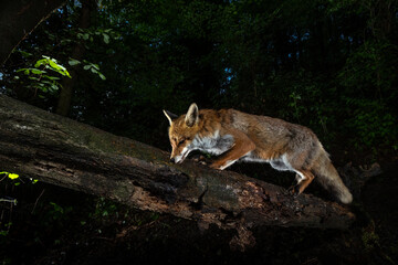 Wall Mural - Fox