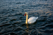 Swimming White Swan