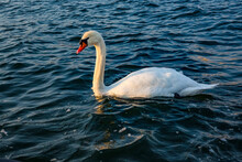 Swimming White Swan