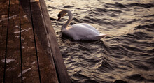 Swimming Swan