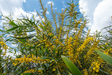 Wall Mural - blossom acacia tree