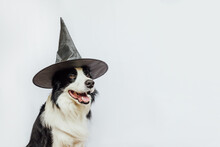 Trick Or Treat Concept. Funny Puppy Dog Border Collie Dressed In Halloween Hat Witch Costume Scary And Spooky Isolated On White Background. Preparation For Halloween Party