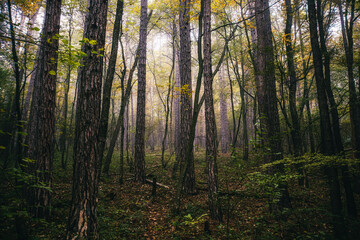  misty autumn forest in the morning 