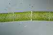 green screw algae