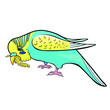 wavy parrot eats a branch of Senegalese millet vector illustration