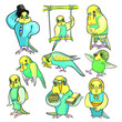 Set of wavy parrot different images vector illustration