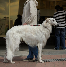Dog Of Russian Wolfhound Breed Standing On A Street, Owner Standing Near