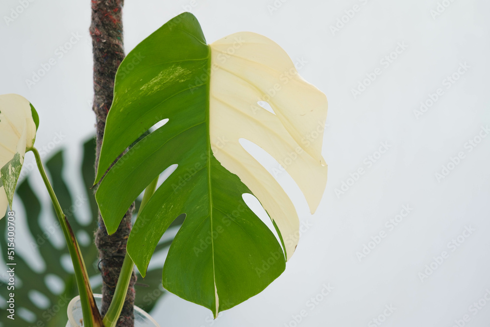 philodendron pastazanum vs gloriosum Philodendron Pastazanum X Gloriosum | Uprooted