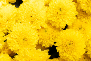 Wall Mural - Closed up of yellow color Chrysanthemum flower pattern background
