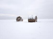 Straw Bales In The Winter Field.