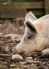 Sticker - Vertical closeup of the domestic pig resting on the ground.