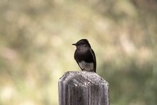 Black Phoebe Bird Perched On A Wooden Surface In A Blurred Background
