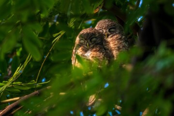 Poster - Two small sleeping owls on a tree , between green branches