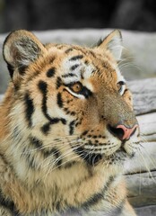 Wall Mural - Vertical closeup shot of a tiger's face