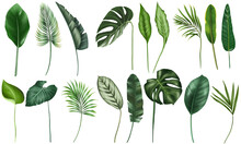 Set Of Green Tropical Leaves, Tropical Floral Clipart, Isolated Illustration On White Background