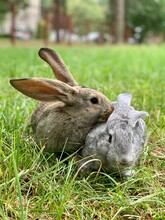 Two Rabbits Are Sitting In The Green Grass.