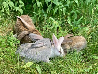 Many rabbits are sitting in the green grass.