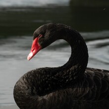 Closeup Shot Of A Black Swan Floating In The Lake