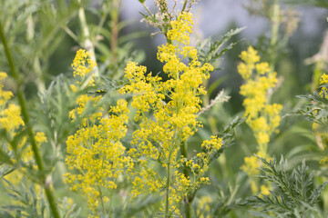 Small yellow flowers on a green background, Delicate flower in nature.