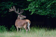 Red deer male standing on forest edge in summer, north rhine westphalia,  (cervus elaphus), germany