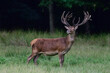 Red deer male stands on forest meadow and looks attentively, summer, north rhine westphalia,  (cervus elaphus), germany