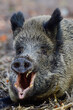 Wild boar female lies on forest floor and wakes up, head portrait, autumn, lower saxony, (sus scrofa), germany