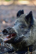 Wild boar female lies on forest floor and wakes up, head portrait, autumn, lower saxony, (sus scrofa), germany