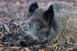 Wild boar female sleeping relaxed on forest floor, autumn, lower saxony, (sus scrofa), germany