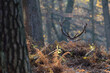Red deer male with antlers standing in the forest with ferns on the ground, autumn, north rhine westphalia,  (cervus elaphus), germany