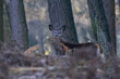Red deer female standing in the forest with ferns and looking curiously, autumn, north rhine westphalia,  (cervus elaphus), germany