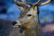 Red deer male with antlers looks attentively, head portrait, autumn, north rhine westphalia,  (cervus elaphus), germany
