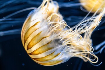 Sticker - Closeup of a beautiful jellyfish underwater