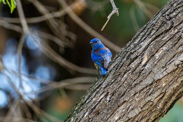 Wall Mural - Closeup of a tiny beautiful Western bluebird on a tree trunk