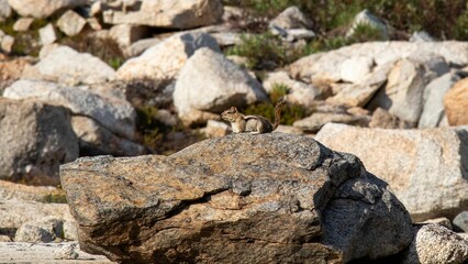 Poster - Beautiful shot of a Colorado chipmunk sitting on a rock with blurred rocks