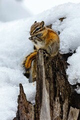 Poster - Closeup of a chipmunk sitting on a log in the snow, eating a pine cone