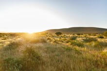 Beautiful View Of The Golden Meadow Under Sunlight. Namibia, Africa.