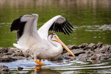 Sticker - Pelican playing in a small pool of water