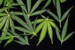 Cannabis Leaf Background , beautiful background digital image
