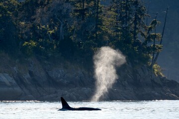 Wall Mural - transient orca whale in the ocean of gulf islands, vancouver, british columbia, canada