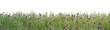 Panorama view grass on a white background