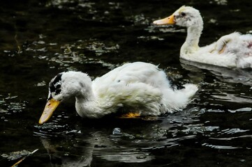 Canvas Print - Muscovy Duck Swimming