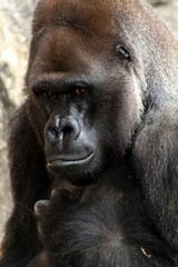 Wall Mural - Gorilla pondering things at the New Orleans Zoo