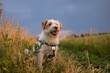 Jack Russell Terrier. Cheerful fluffy domestic dog playing in the field